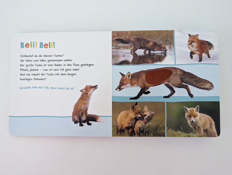 Hör mal rein, wer kann das sein? Waldtiere - arsEdition, ab 18 Monaten